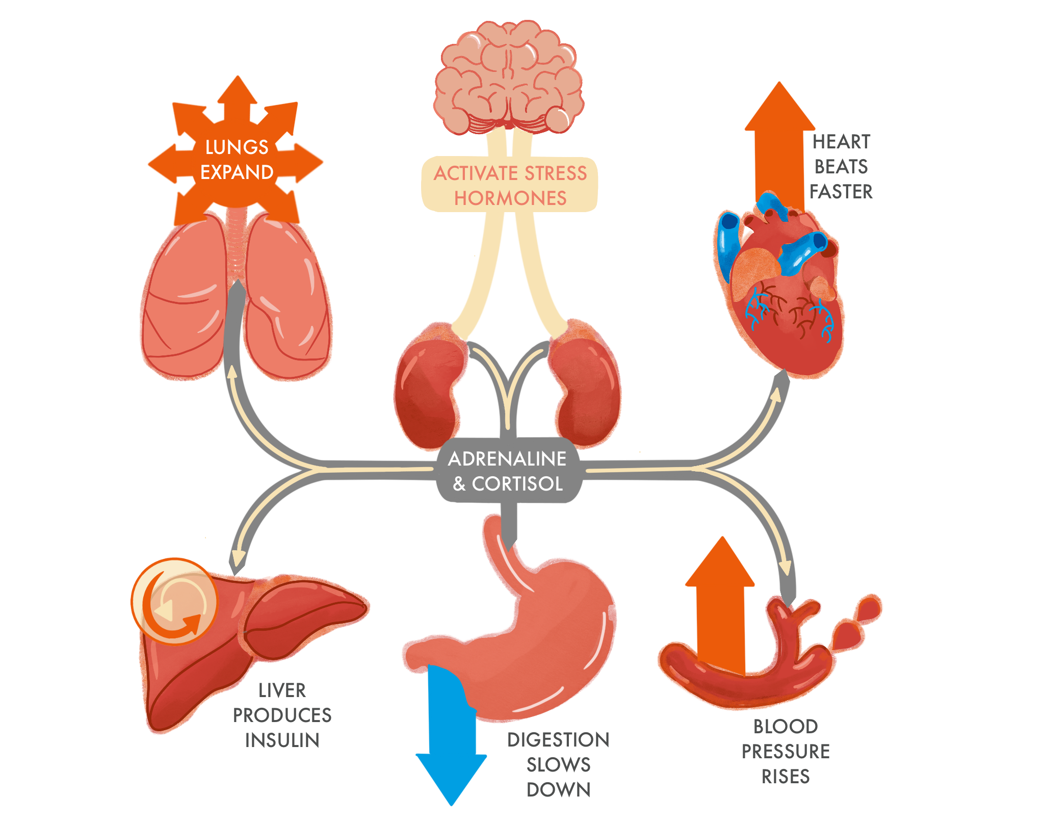 WHAT DOES STRESS FEEL LIKE? – Coreszon